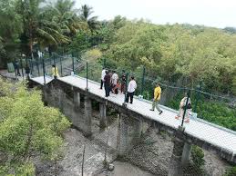 Sajnekhali & Sudhanyakhali Watchtowers: Decoding the Best Tiger Viewing Spots in the Sundarbans